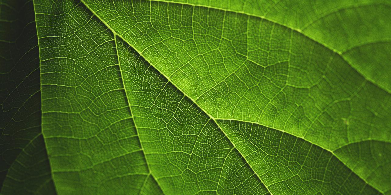 leaf